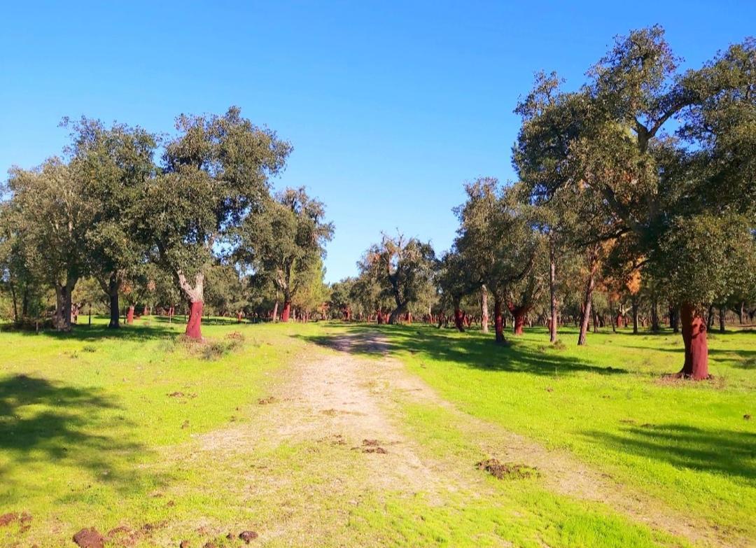 Casas Herdade Do Convento Da Serra 아우메이링 외부 사진